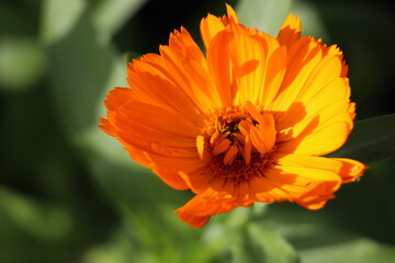 Pot marigold calendula
