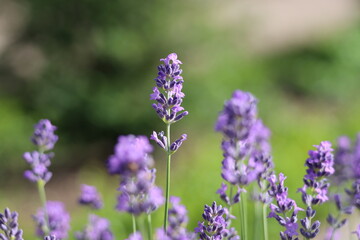 Lavender background 