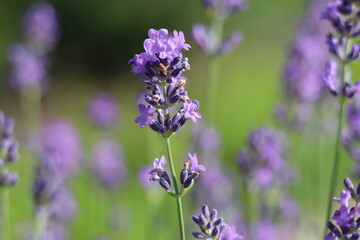 Lavender background 