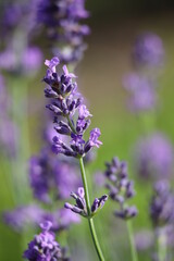 Lavender background 