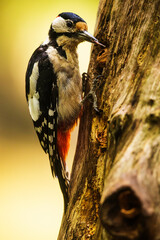 female Great spotted woodpecker Dendrocopos major conquers worms from a steep trunk