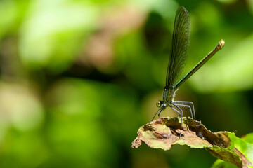 close up of dragonfly on a plant in summer
