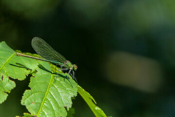 close up of dragonfly on a plant in summer