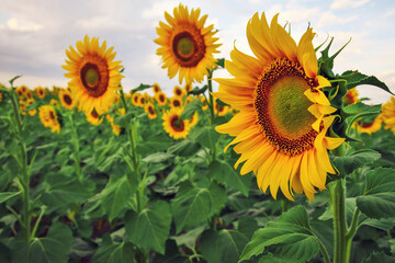 Sunflowers grow in the field in the summer season.