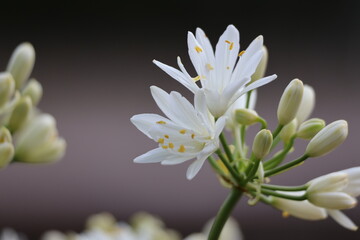 Fototapeta na wymiar Mini white lily flowers background
