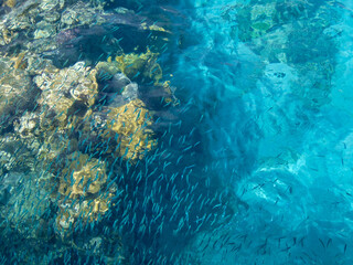 coral reef in the blue sea