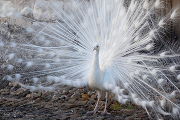 Fototapeta premium Rare white peacock displaying feathers as part of a mating ritual, in the garden at Chateau du Rivau, Loire Valley, France.