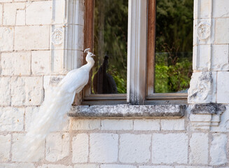 Rare white peacock displaying  feathers as part of a mating ritual, in the garden at Chateau du Rivau, Loire Valley, France.
