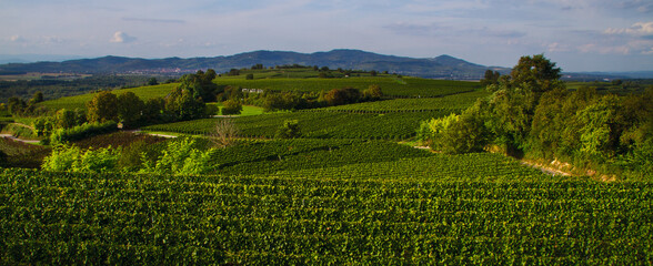 Weinberge Reben 