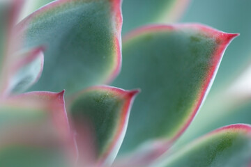 Rosette