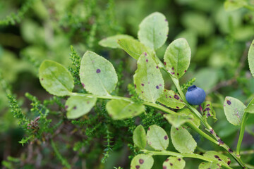 Blueberry in focus surrounded by diffuse leafs.