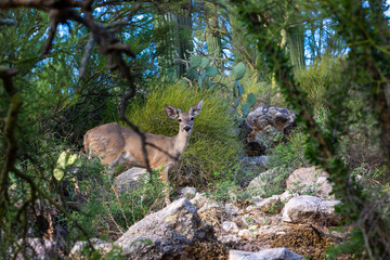 Male Coues whitetail deer, Odocoileus virginianus couesi, a young buck with velvet on his antlers foraging for food in the Sonoran Desert north of Tucson, Arizona, USA. - obrazy, fototapety, plakaty