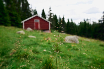 Images from a traditional summer farm up in the Totenaasen Hills, Oppland, Norway. These farms are...