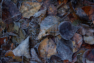 Frost & Leaves 2