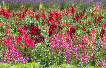 Colourful wallflowers in summer, photographed in the garden at Chateau de Chenonceau in the town of Chenonceaux in the Loire Valley, France.