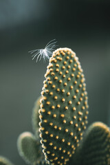 Cactus Macro Photography 