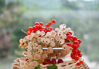 White and red currants. Fresh fruit on the background of the garden