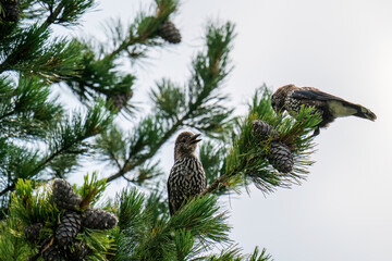 nutcrackers, nucifraga caryocatactes, a adult and his young perching on a swiss stone pine at a...