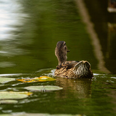 duck in the water