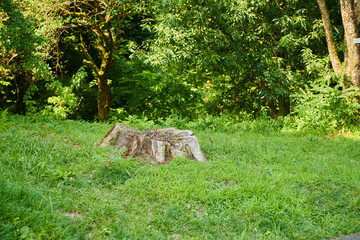 stump from a tree in the botanical garden in Batumi