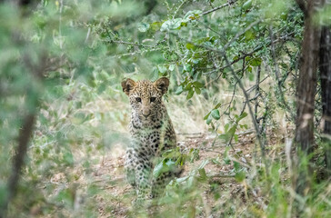 Leopard cub