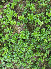 Blaubeeren, Blaubeerwald, wald, blaubeeren, blaubeere, schweden, smaland, Småland