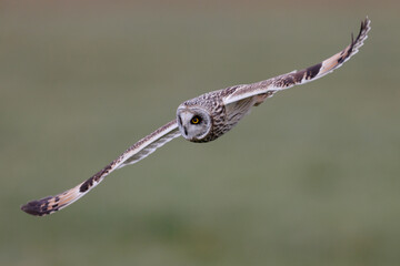 Short-eared owl in flight
