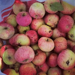 Lots of red ripe apples. Harvesting apples.