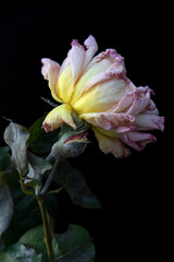 FADING PINK YELLOW ROSE AGAINST DARK BACKGROUND 