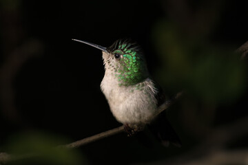 Beija-flor fêmea (fronte violeta)