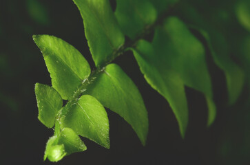 Green fern leaf background