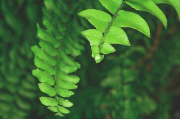 Fototapeta na wymiar Green fern leaf background