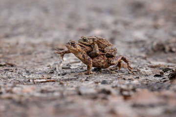 common toad