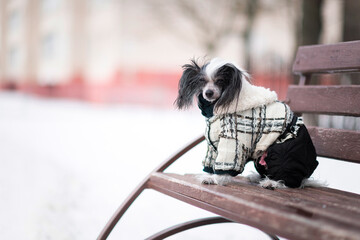 Beautiful thoroughbred Chinese Crested dog on the field in winter.