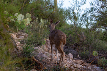 Male Coues whitetail deer, Odocoileus virginianus couesi, a young buck with velvet on his antlers foraging for food in the Sonoran Desert north of Tucson, Arizona, USA.