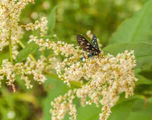 False parsley (Syntomis phegea) on the flower