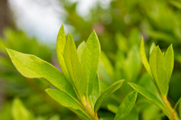 green leaves background