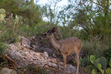 Obraz na płótnie Canvas Male Coues whitetail deer, Odocoileus virginianus couesi, a young buck with velvet on his antlers foraging for food in the Sonoran Desert north of Tucson, Arizona, USA.