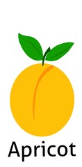 Apricot fruit illustration for kids education 