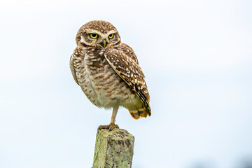 a funny owl on top of a pole