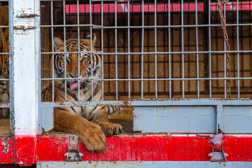 a large Bengal tiger trapped in a small cage at a circus
