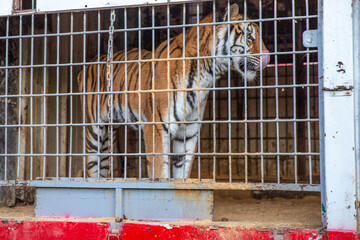 a large Bengal tiger trapped in a small cage at a circus