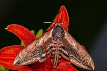 butterfly on leaf