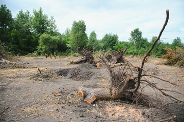 Deforestation environmental problem, rain forest destroyed for oil palm plantations