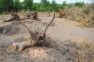 Deforestation, Destruction of Deciduous Forests. Damage to Nature. Europe