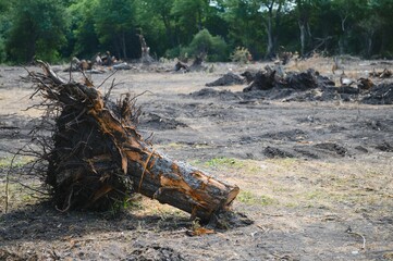 Fototapeta na wymiar Deforestation concept. Stump of tree after cutting forest.