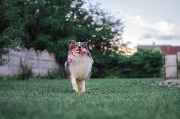 Cute tricolor sheltie dog is playing on the green grass outside. Shetland sheepdog carries a pink...