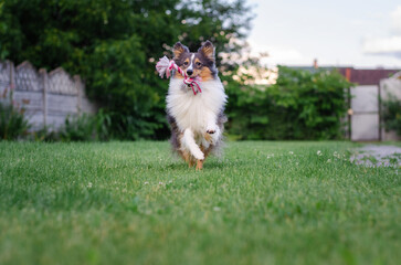 Cute tricolor sheltie dog is playing on the green grass outside. Shetland sheepdog carries a pink rope toy in its mouth