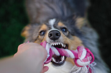 Cute tricolor sheltie dog is playing on the green grass outside. Shetland sheepdog carries a pink rope toy in its mouth - Powered by Adobe