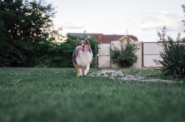 Cute tricolor sheltie dog is playing on the green grass outside. Shetland sheepdog carries a pink...